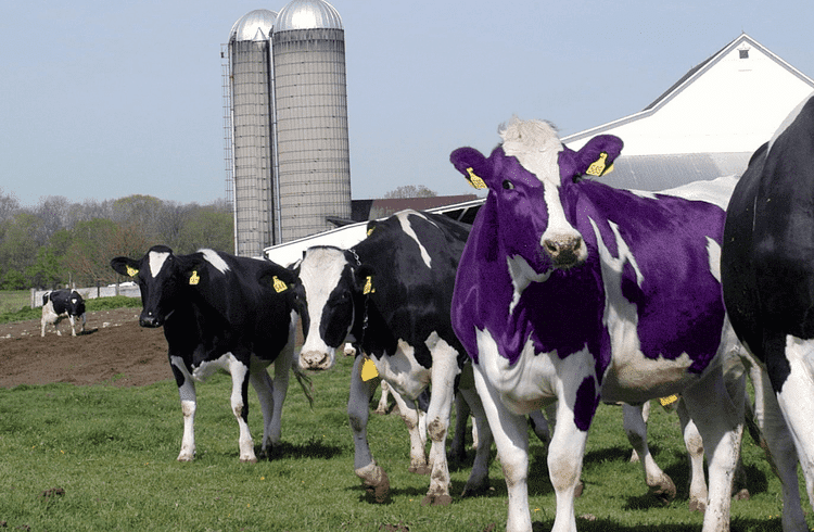 purple-cow.png