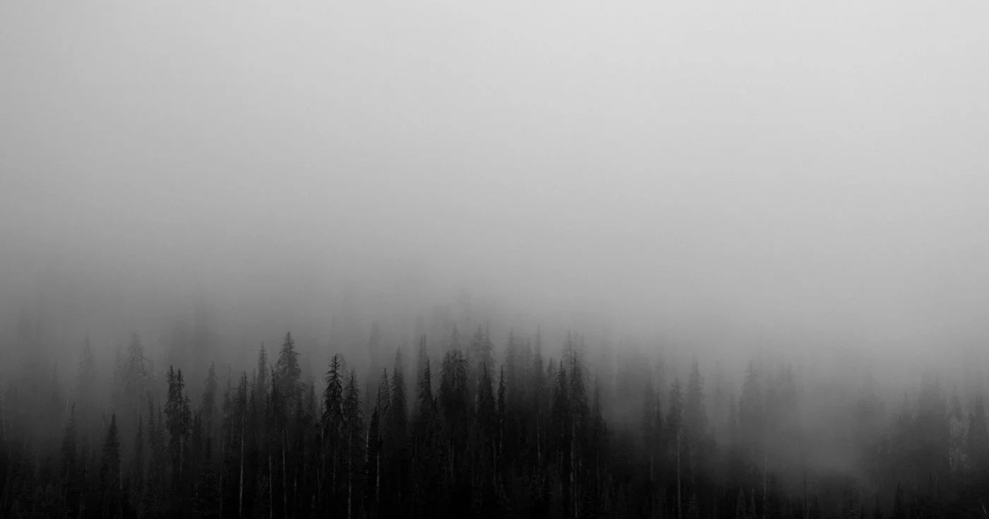 Gray fog over a dark pine forest
