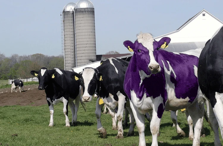 purple-cow.png